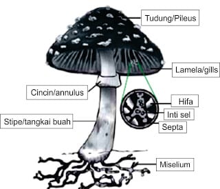 Struktur Tubuh Basidiomycota
