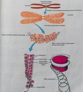 Struktur Kromosom