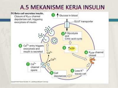 cara kerja hormon insulin