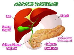 anatomi pankreas