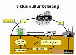 proses terjadinya Siklus Sulfur