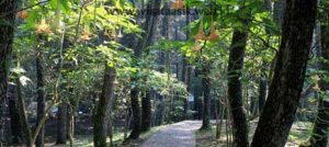 Taman Hutan Raya Murhum