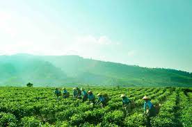 Perkebunan Nusantara PT Perkebunan Nusantara III (Persero)
