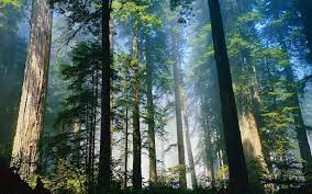 Kenali 5 Jenis Hutan di Indonesia : Okezone Nasional