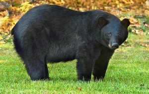 Beruang Hitam Amerika 