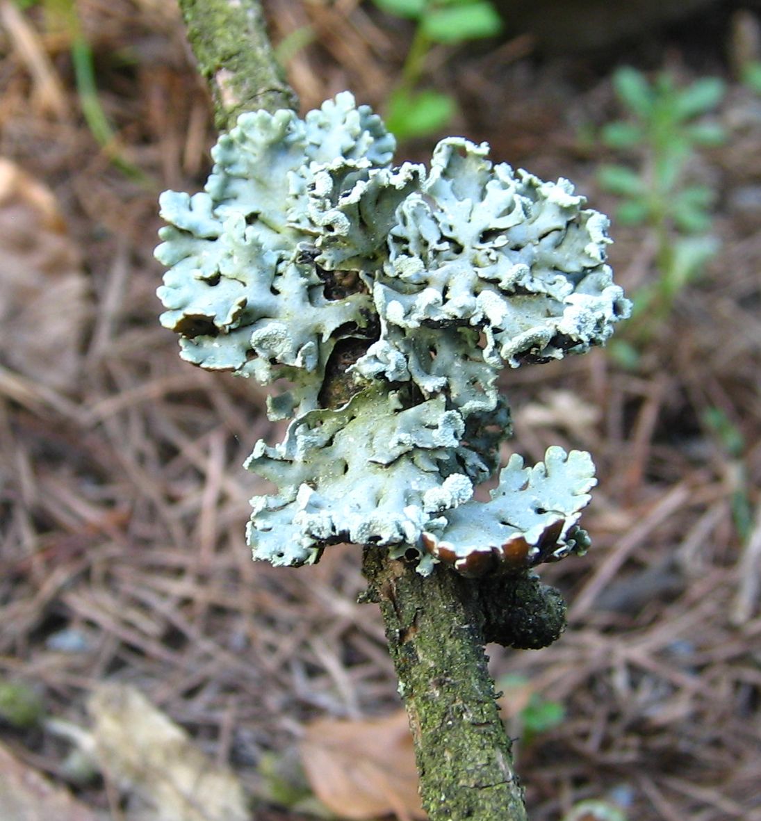 Bentuk dan Struktur Tubuh Lumut Kerak