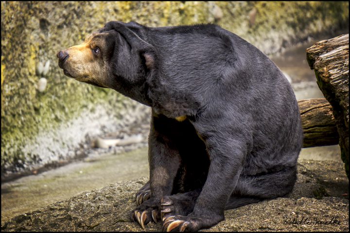  Beruang Madu