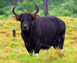 Banteng Jawa