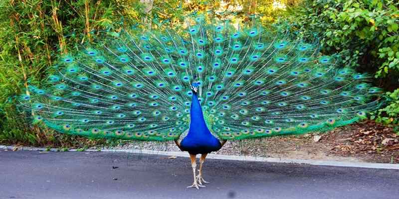 42 Gambar Burung Merak Mekar Terbaru