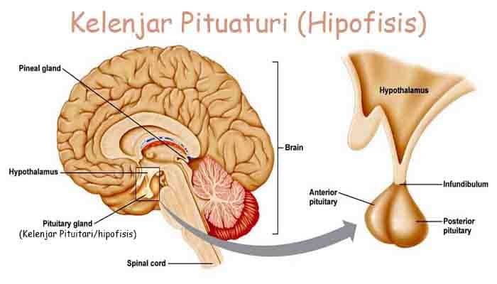 Kelenjar Pituitari Ciri Fungsi Dan Cara Kerjanya