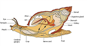Sistem Pencernaan Mollusca
