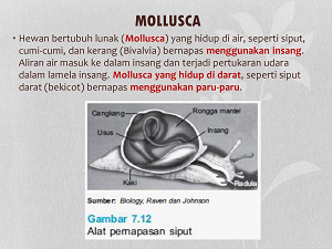 Sistem Respirasi Mollusca
