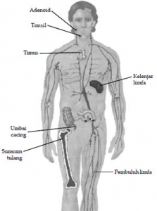 Komponen Sistem Imun