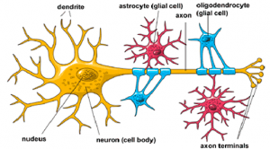 Struktur Neuroglia