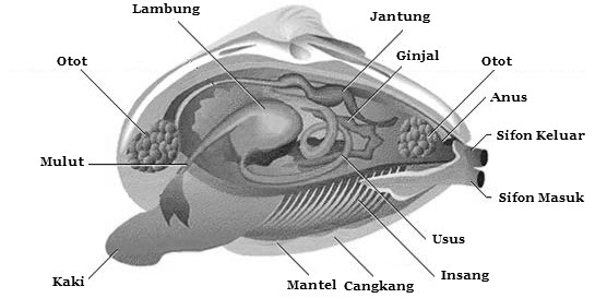 Mollusca Ciri Klasifikasi Dan Contohnya Haloedukasi Com