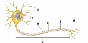 Struktur jaringan saraf 