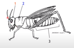 Struktur Tubuh Insecta