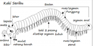 Struktur Tubuh Myriapoda