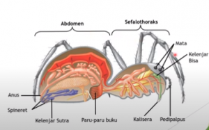 Struktur Tubuh Arachnoidea
