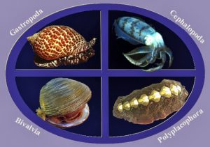 Klasifikasi Mollusca
