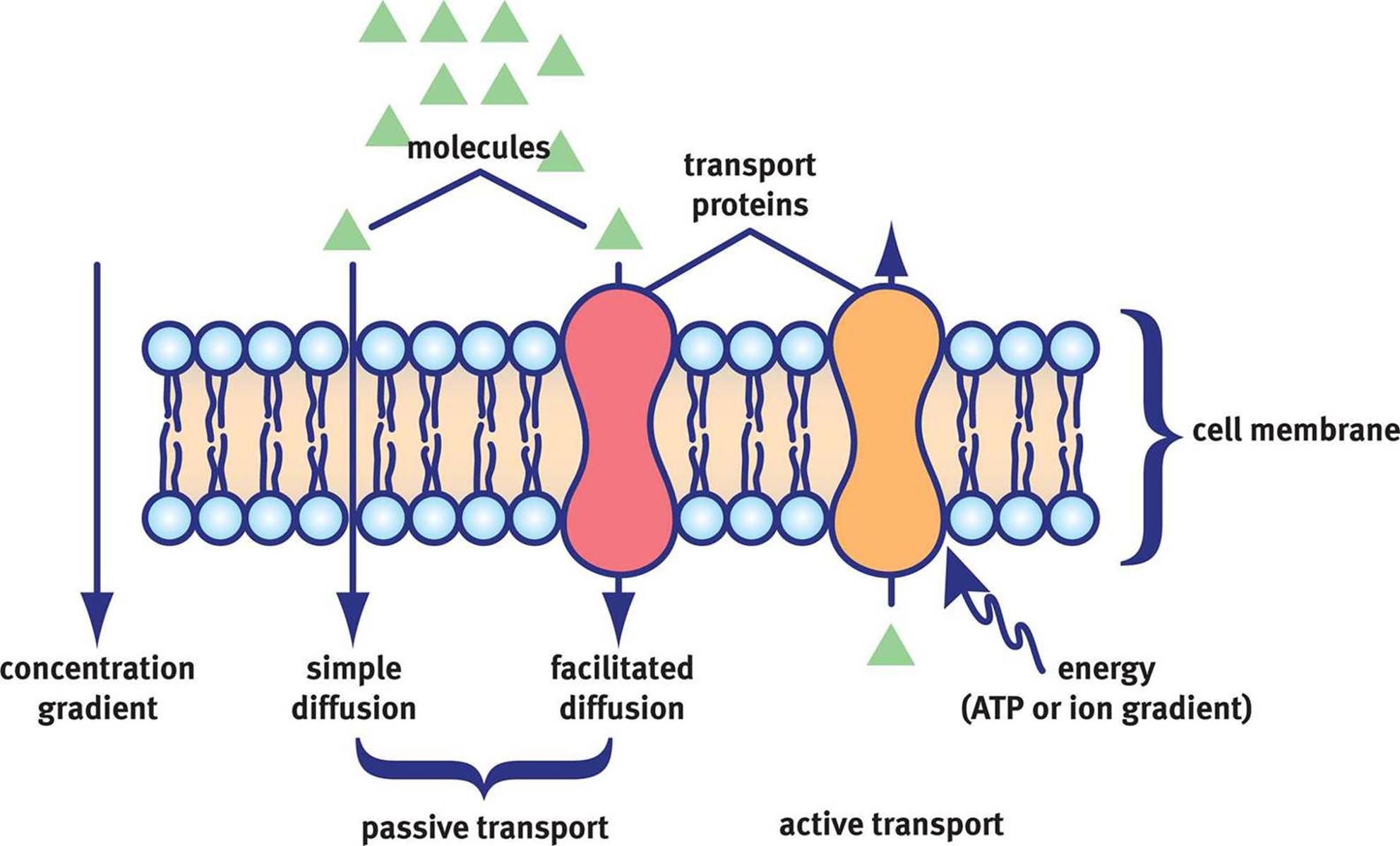 Какой вид мембранного транспорта показан на рисунке. Active transport Cell membrane. Protein transport. Мембранный транспорт схема. Types of membrane transport.