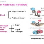 sistem reproduksi vertebrata