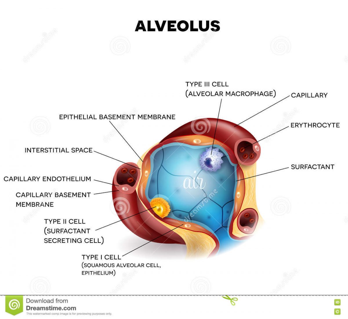 Alveolus Pengertian Ciri Ciri Fungsi Dan Struktur Haloedukasi Com