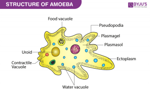 ilustrasi gambar amoeba