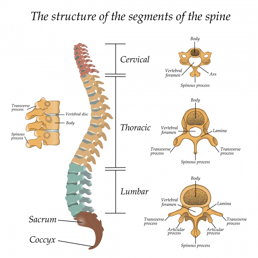 ilustrasi gambar bentuk dan struktur tulang belakang