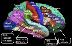 anatomi Otak Besar