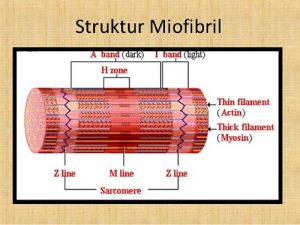 Struktur Miofibril