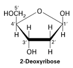 Struktur Deoksiribosa