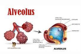Struktur Alveolus