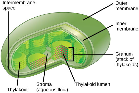 Struktur Kloroplas