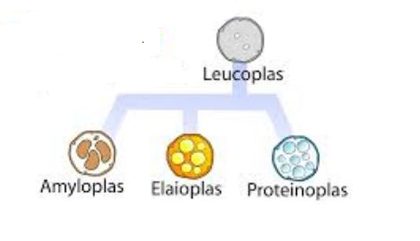 Sebutkan 3 tipe leukoplas berdasarkan fungsinya
