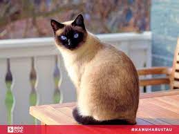 Kucing Siam