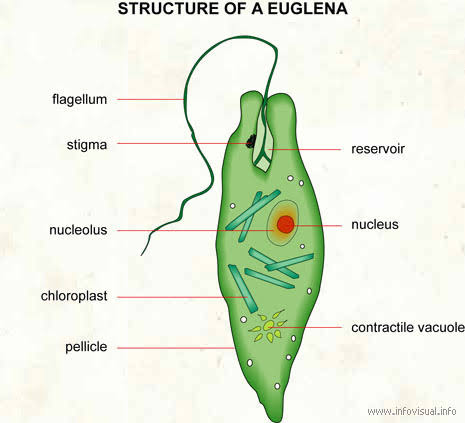 euglenophyta