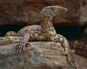 Biawak Perentie