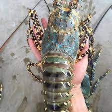 Lobster Raksasa Tasmania