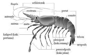 Struktur Tubuh Crustacea