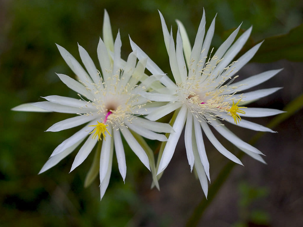 Epiphyllum Hookeri: A Culinary and Medicinal Marvel