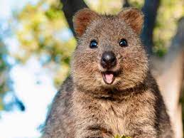 Quokka 