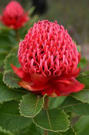  Flora di Benua Australia