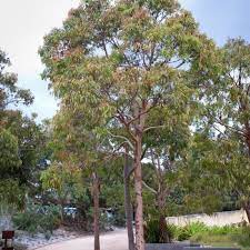  Flora di Benua Australia