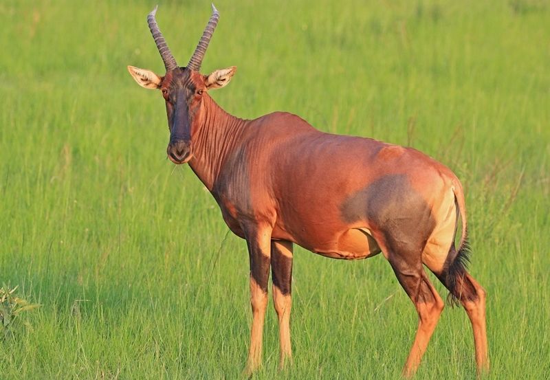 hewan unik di benua afrika