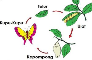 Metamorfosis kupu-kupu