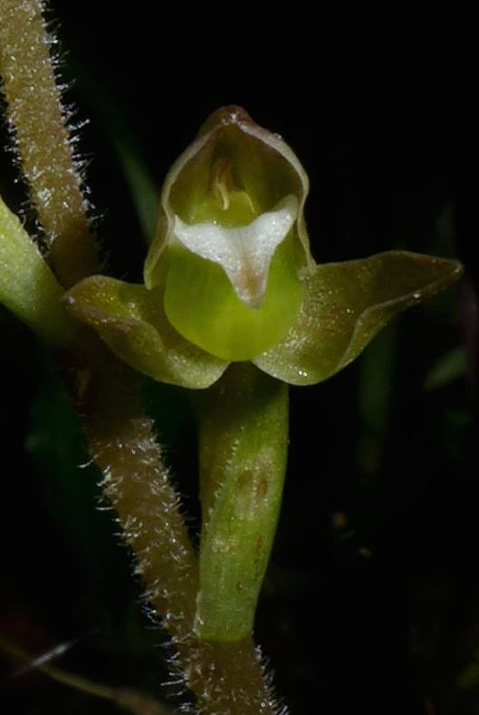 Anggrek Goodyera viridiflora