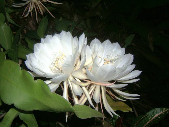 bunga kadapul