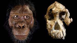 spesies Australopithecus