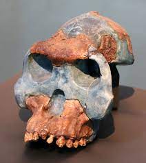 spesies Australopithecus